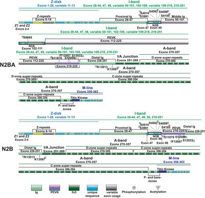 Titin: roles in cardiac function and diseases